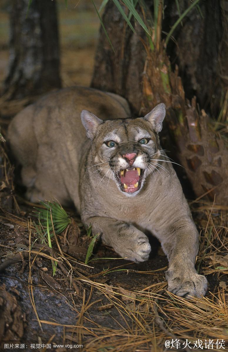 常规赛：佛罗里达美洲豹4-0达拉斯星 集锦